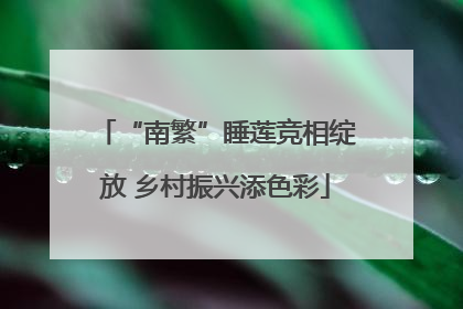 “南繁”睡莲竞相绽放 乡村振兴添色彩