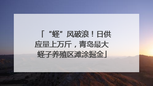 “蛏”风破浪！日供应量上万斤，青岛最大蛏子养殖区滩涂掘金