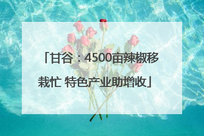 甘谷：4500亩辣椒移栽忙 特色产业助增收