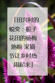 田兴村的蜕变：栀子花田的杨梅熟啦 采摘节让乡村热闹起来