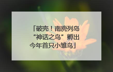破壳！南麂列岛“神话之鸟”孵出今年首只小雏鸟