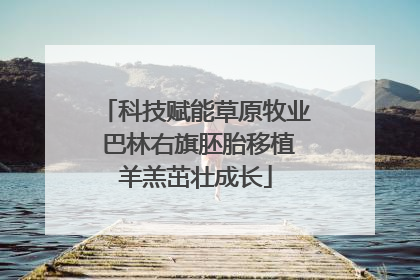科技赋能草原牧业 巴林右旗胚胎移植羊羔茁壮成长