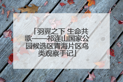羽翼之下 生命共歌——祁连山国家公园候选区青海片区鸟类观察手记