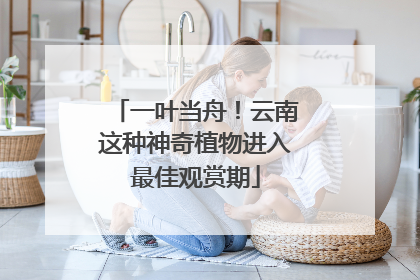 一叶当舟！云南这种神奇植物进入最佳观赏期