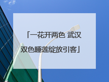 一花开两色 武汉双色睡莲绽放引客