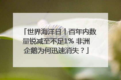世界海洋日丨百年内数量锐减至不足1% 非洲企鹅为何迅速消失？
