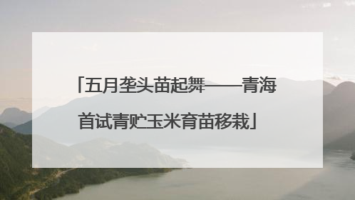 五月垄头苗起舞——青海首试青贮玉米育苗移栽
