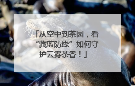 从空中到茶园，看“藏蓝防线”如何守护云雾茶香！