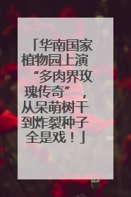 华南国家植物园上演“多肉界玫瑰传奇”，从呆萌树干到炸裂种子全是戏！