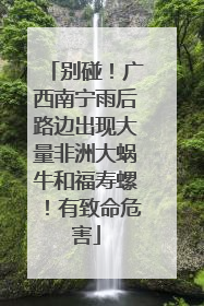 别碰！广西南宁雨后路边出现大量非洲大蜗牛和福寿螺！有致命危害