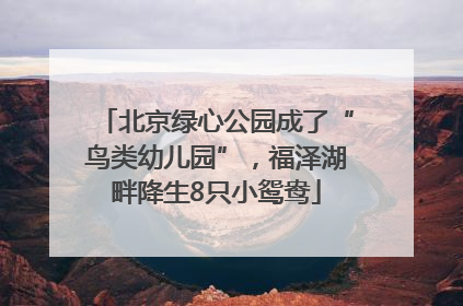 北京绿心公园成了“鸟类幼儿园”，福泽湖畔降生8只小鸳鸯