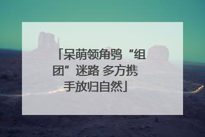 呆萌领角鸮“组团”迷路 多方携手放归自然
