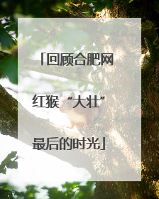 回顾合肥网红猴“大壮”最后的时光