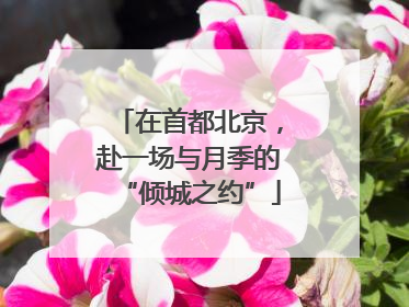 在首都北京，赴一场与月季的“倾城之约”