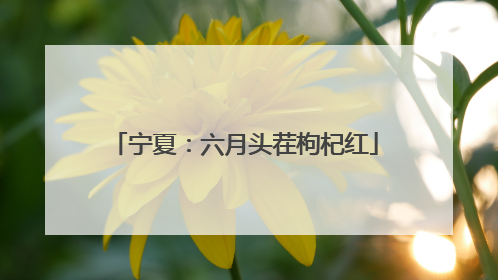 宁夏：六月头茬枸杞红