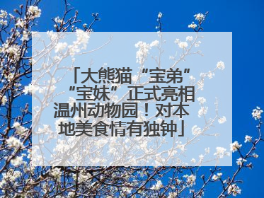 大熊猫“宝弟”“宝妹”正式亮相温州动物园！对本地美食情有独钟