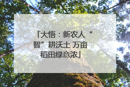 大悟：新农人“智”耕沃土 万亩稻田绿意浓