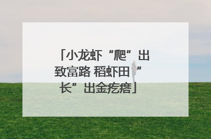小龙虾“爬”出致富路 稻虾田“长”出金疙瘩