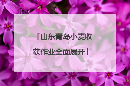 山东青岛小麦收获作业全面展开