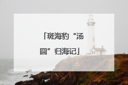 斑海豹“汤圆”归海记