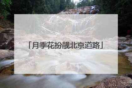 月季花扮靓北京道路