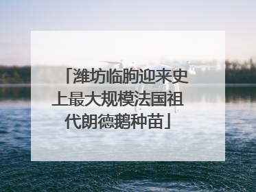 潍坊临朐迎来史上最大规模法国祖代朗德鹅种苗
