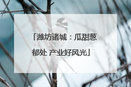 潍坊诸城：瓜甜葱郁处 产业好风光