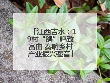 江西吉水：19村“鸽”鸣致富曲 奏响乡村产业振兴强音