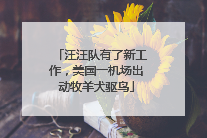 汪汪队有了新工作，美国一机场出动牧羊犬驱鸟