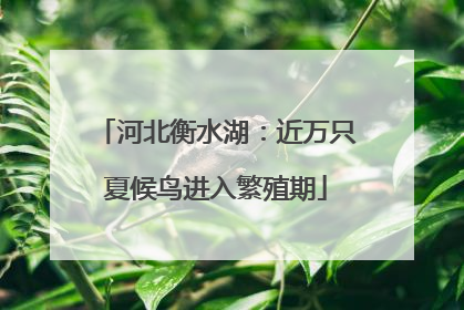 河北衡水湖：近万只夏候鸟进入繁殖期