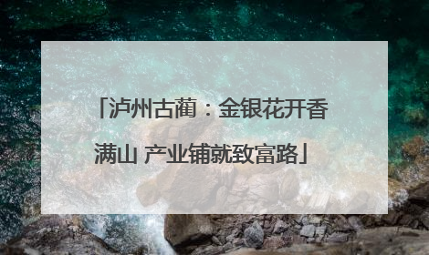 泸州古蔺：金银花开香满山 产业铺就致富路