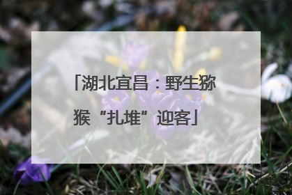 湖北宜昌：野生猕猴“扎堆”迎客