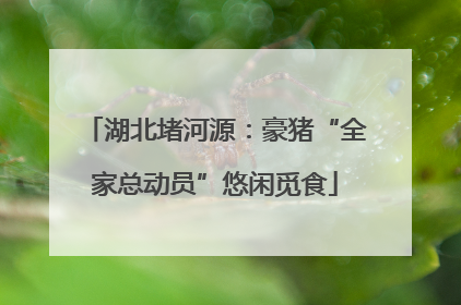 湖北堵河源：豪猪“全家总动员”悠闲觅食