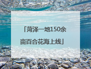 菏泽一地150余亩百合花海上线
