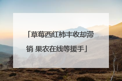 草莓西红柿丰收却滞销 果农在线等援手