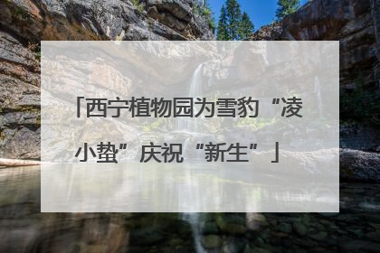 西宁植物园为雪豹“凌小蛰”庆祝“新生”