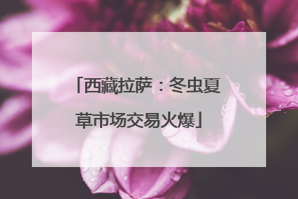 西藏拉萨：冬虫夏草市场交易火爆