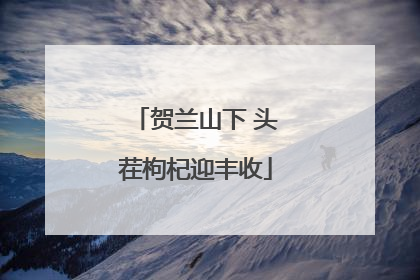 贺兰山下 头茬枸杞迎丰收