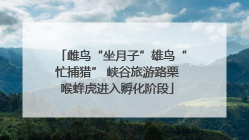 雌鸟“坐月子”雄鸟“忙捕猎” 峡谷旅游路栗喉蜂虎进入孵化阶段