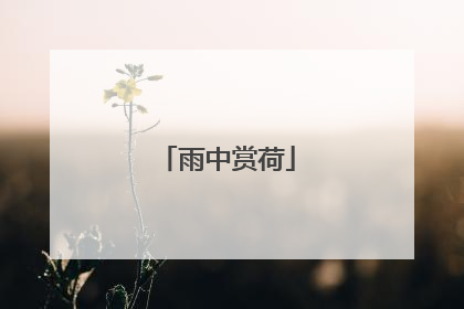 雨中赏荷