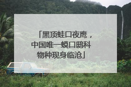 黑顶蛙口夜鹰，中国唯一蟆口鸱科物种现身临沧