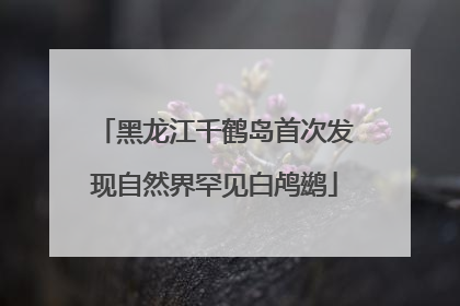 黑龙江千鹤岛首次发现自然界罕见白鸬鹚