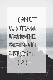 （外代二线）布达佩斯动物和植物园的西伯利亚虎宝宝（2）