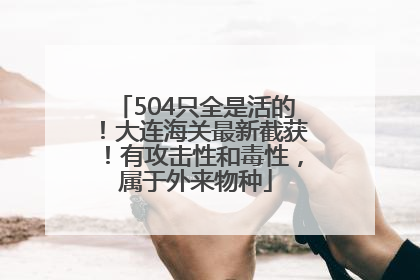 504只全是活的！大连海关最新截获！有攻击性和毒性，属于外来物种